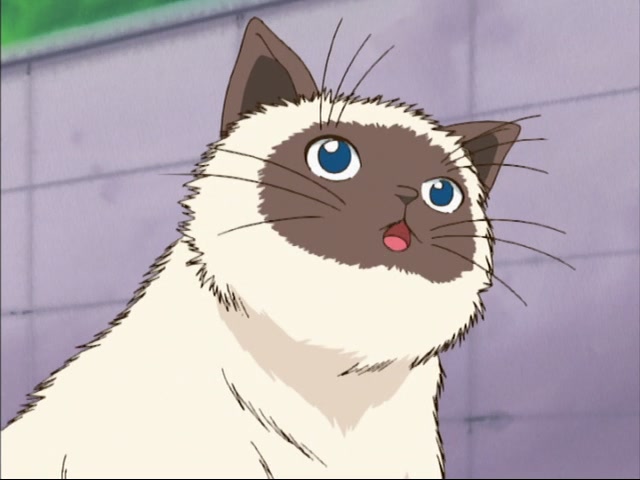 【网球王子】青酢(青学mv)_哔哩哔哩_bilibili