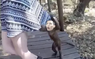 马大猴 搜索结果 哔哩哔哩 Bilibili