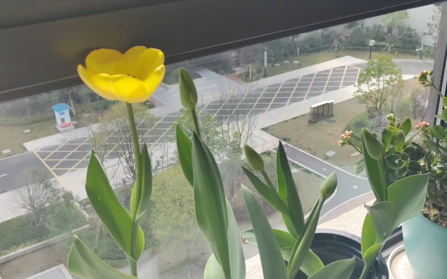 【流水账日志7】93家里的郁金香开花了