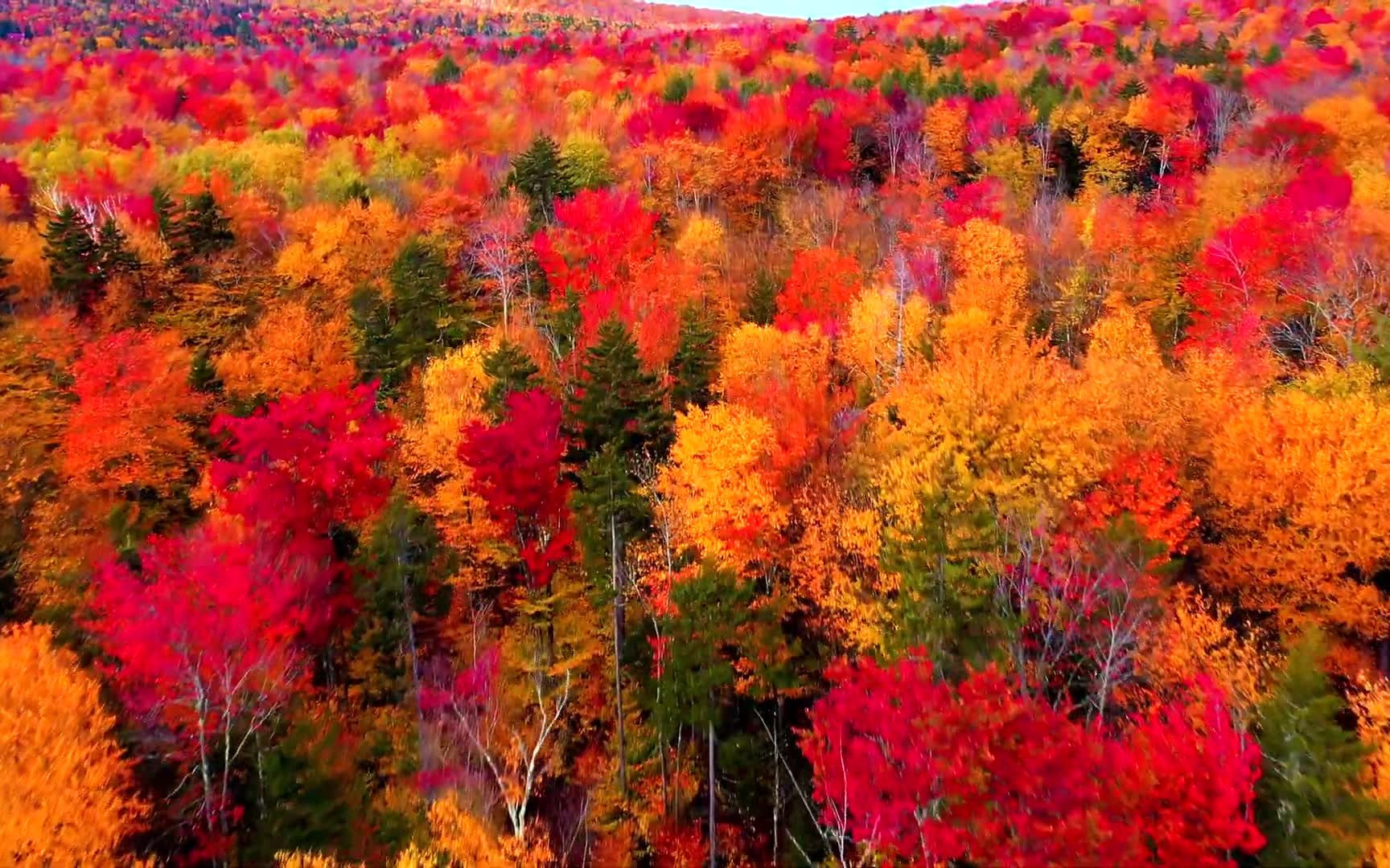 【自然风光】美国新英格兰地区的秋天NEW ENGLAND 2020 FALL FOLIAGE哔哩哔哩bilibili