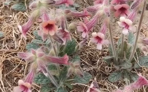 【植物科普】地黄:玄参科地黄属多年生草本植物.地黄的块根入药.哔哩哔哩bilibili