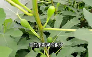 Download Video: 最近几年知名度高的芭劳奈无花果，它是怎么火的？看看它的实力