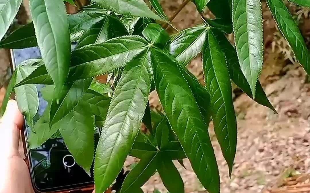 川桐皮#野生植物#山野自然#大山里的原生态