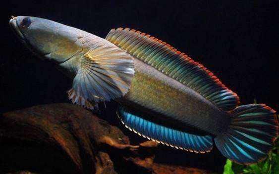 观赏鱼channagachua彩虹雷龙南鳢