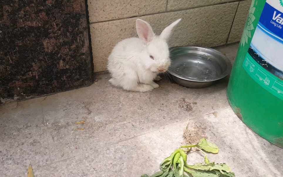 活动作品流浪兔有人遗弃了一只兔子在我家门口