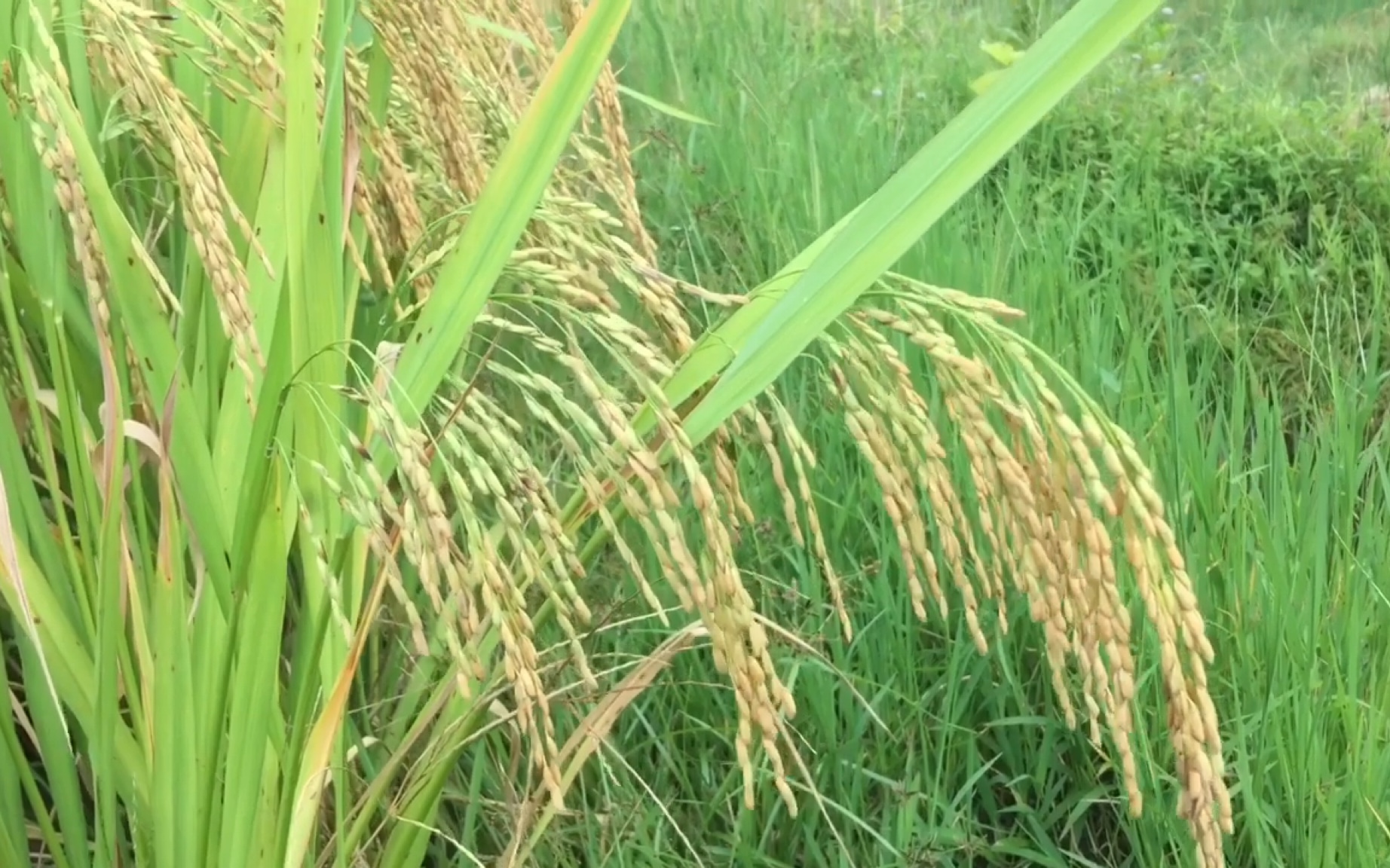 [图]那饱满的稻穗，幸福了整个季节