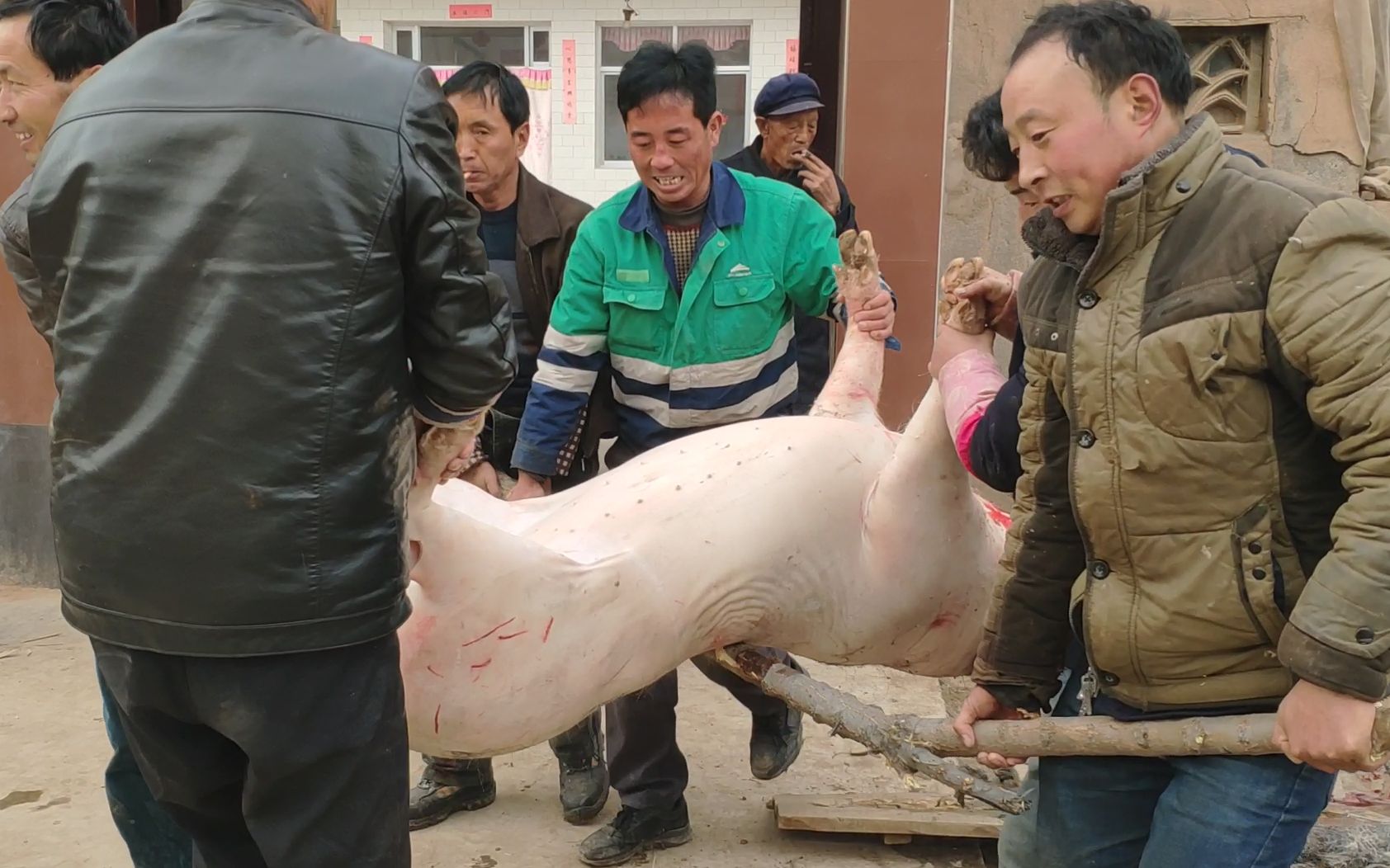 甘肃农村杀年猪过猪年六七个人轻松搞定一头200多斤的大肥猪