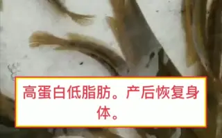 山斑鱼 哔哩哔哩 Bilibili