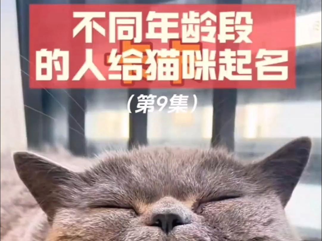 不同年龄给猫咪取名?看看有没有你家哔哩哔哩bilibili