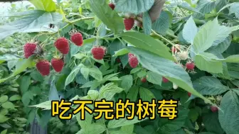 Descargar video: 种树莓，这种树莓，吃不完根本吃不完！