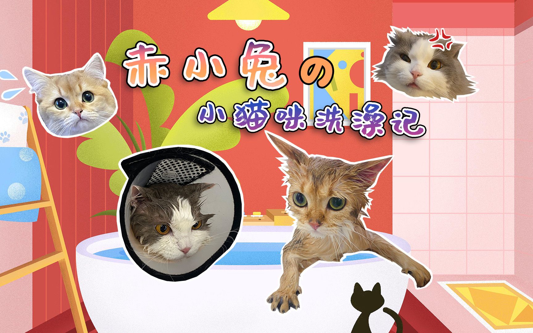 【赤小兔】公开处刑!小猫咪洗(受)澡(难)日VLOG哔哩哔哩bilibili