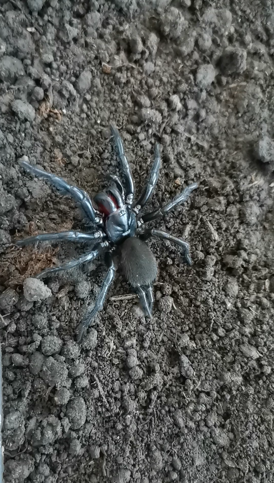 重庆红牙大疣蛛