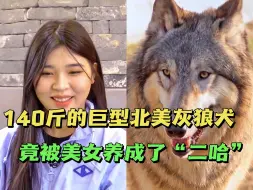 Скачать видео: 140斤的北美灰狼犬竟被美女养成了“二哈”，训犬师却夸它是绝世好狗