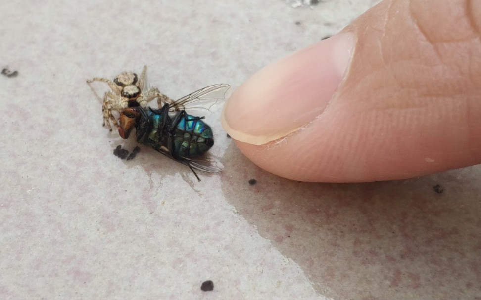 累了吧?看看小蜘蛛搬运食材?(放大警告)