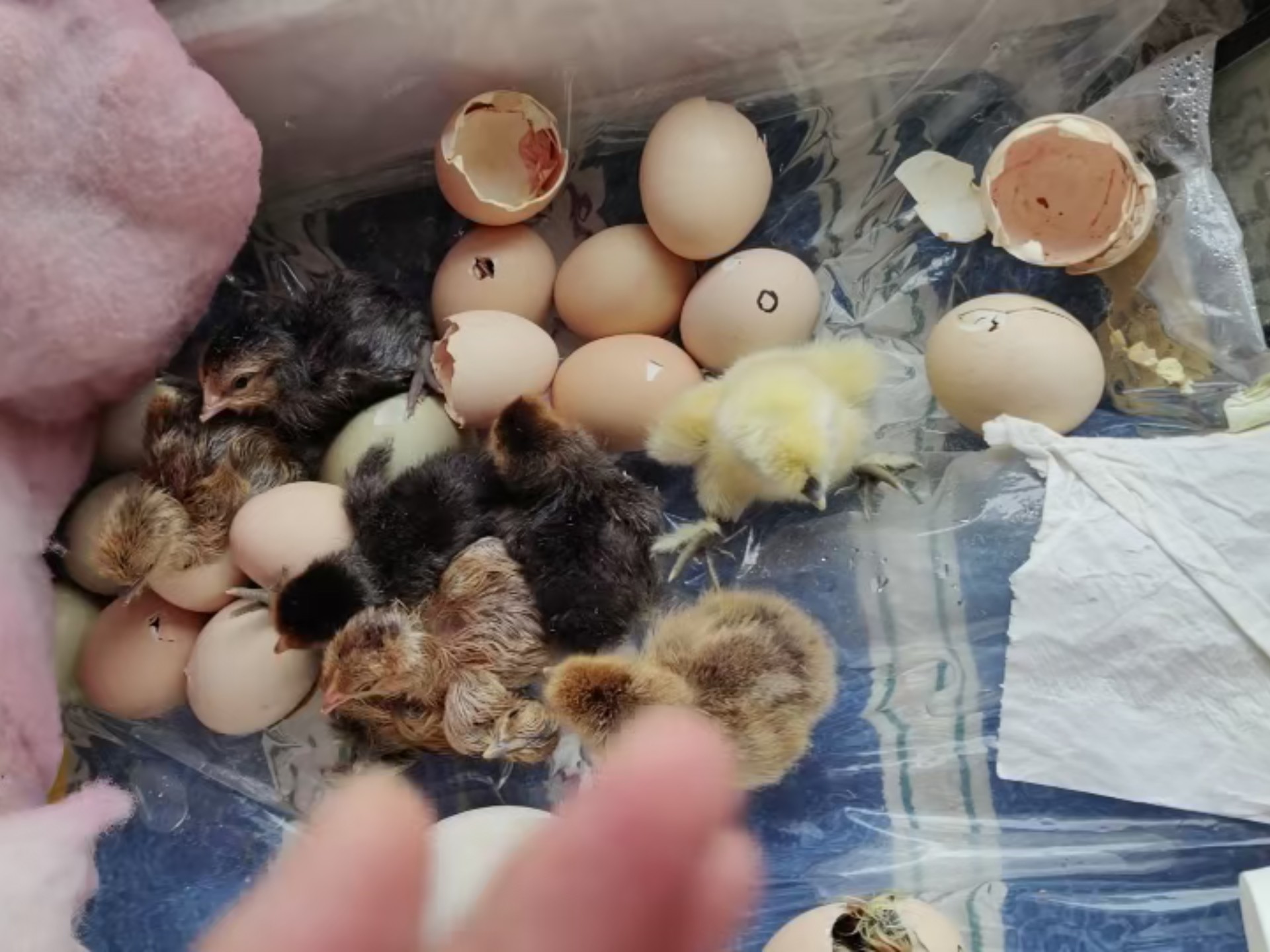 和刚孵化出的小鸡一起祝大家端午安康呀