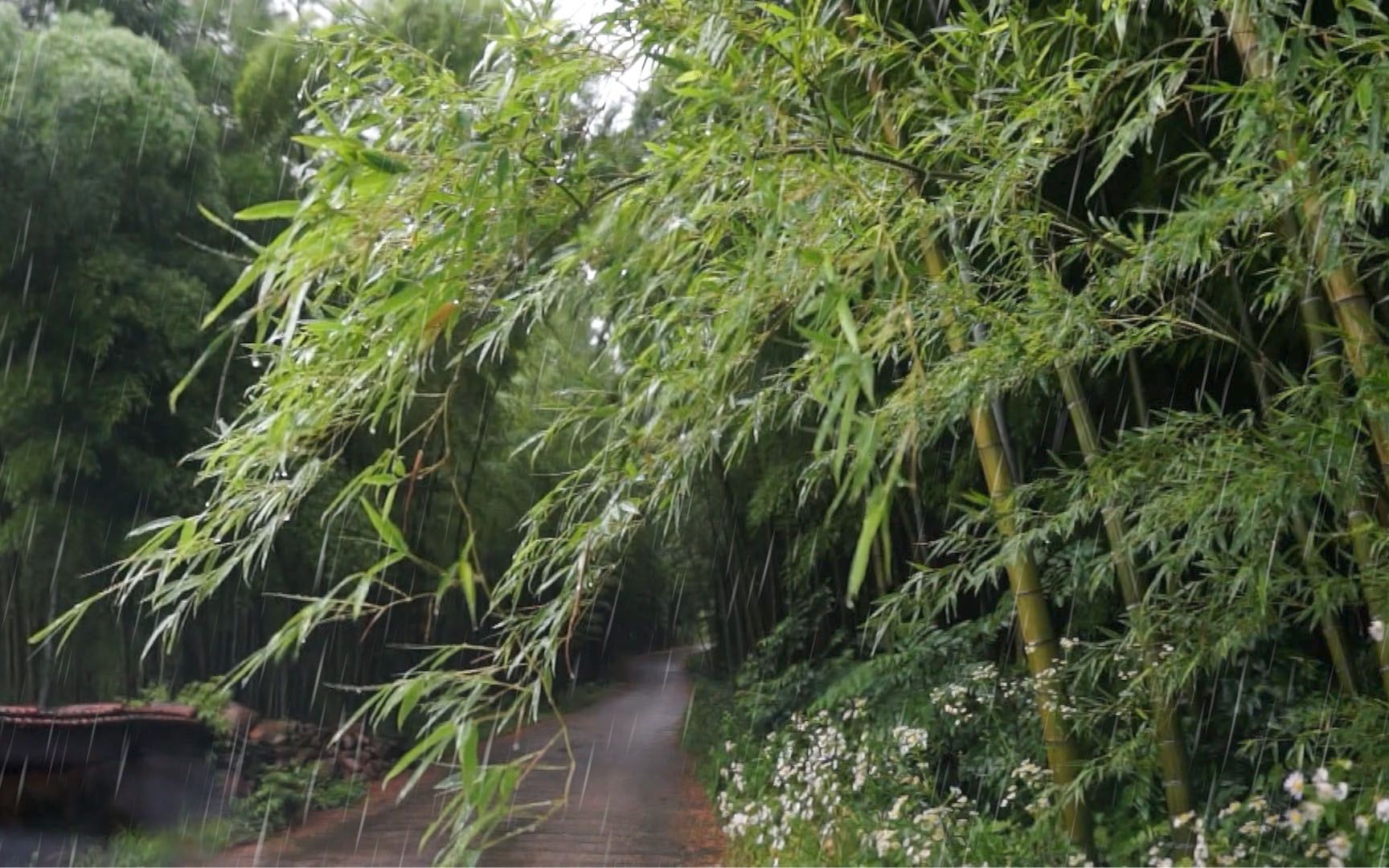 [图]【白噪音】雨聲 竹林小徑 舒緩😌睡眠💤冥想🧘‍♀️學習📖治癒😐 Rain sounds in the bamboo forest