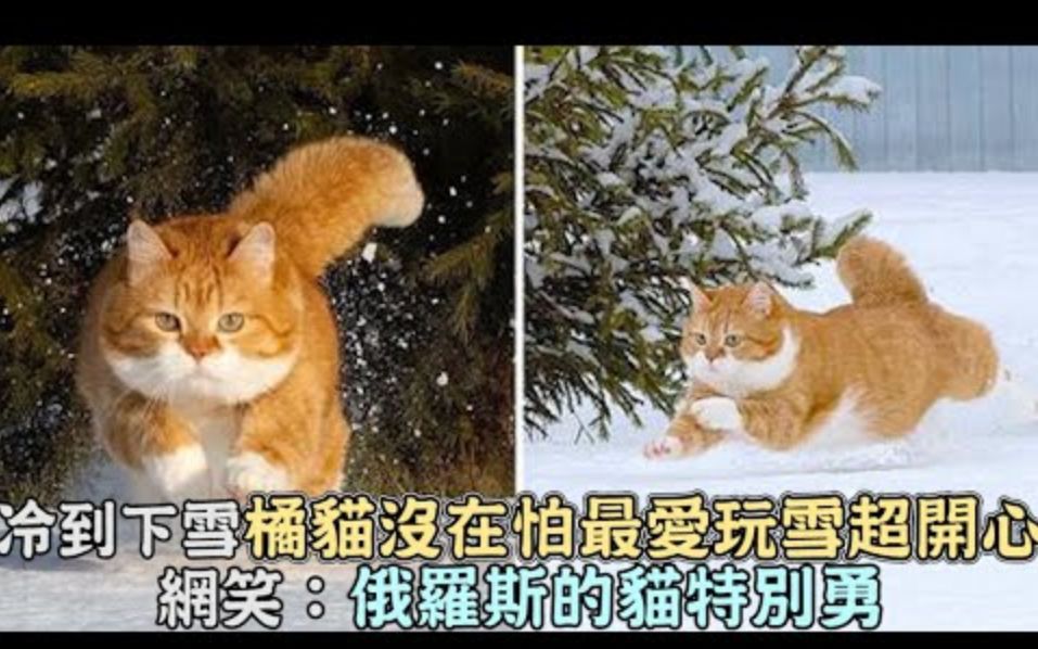 冷到下雪橘猫没在怕,最爱玩雪超开心,网笑:俄罗斯的猫特别勇哔哩哔哩bilibili