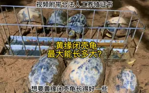 Descargar video: 黄缘闭壳龟最大能长多大呢？