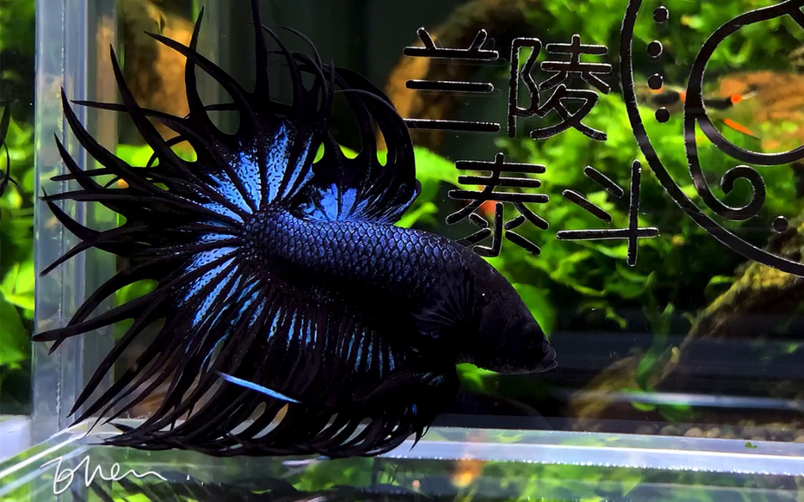 金属电镀蓝国王狮王毒液 霸气侧漏 【泰国斗鱼】【狮王斗鱼】