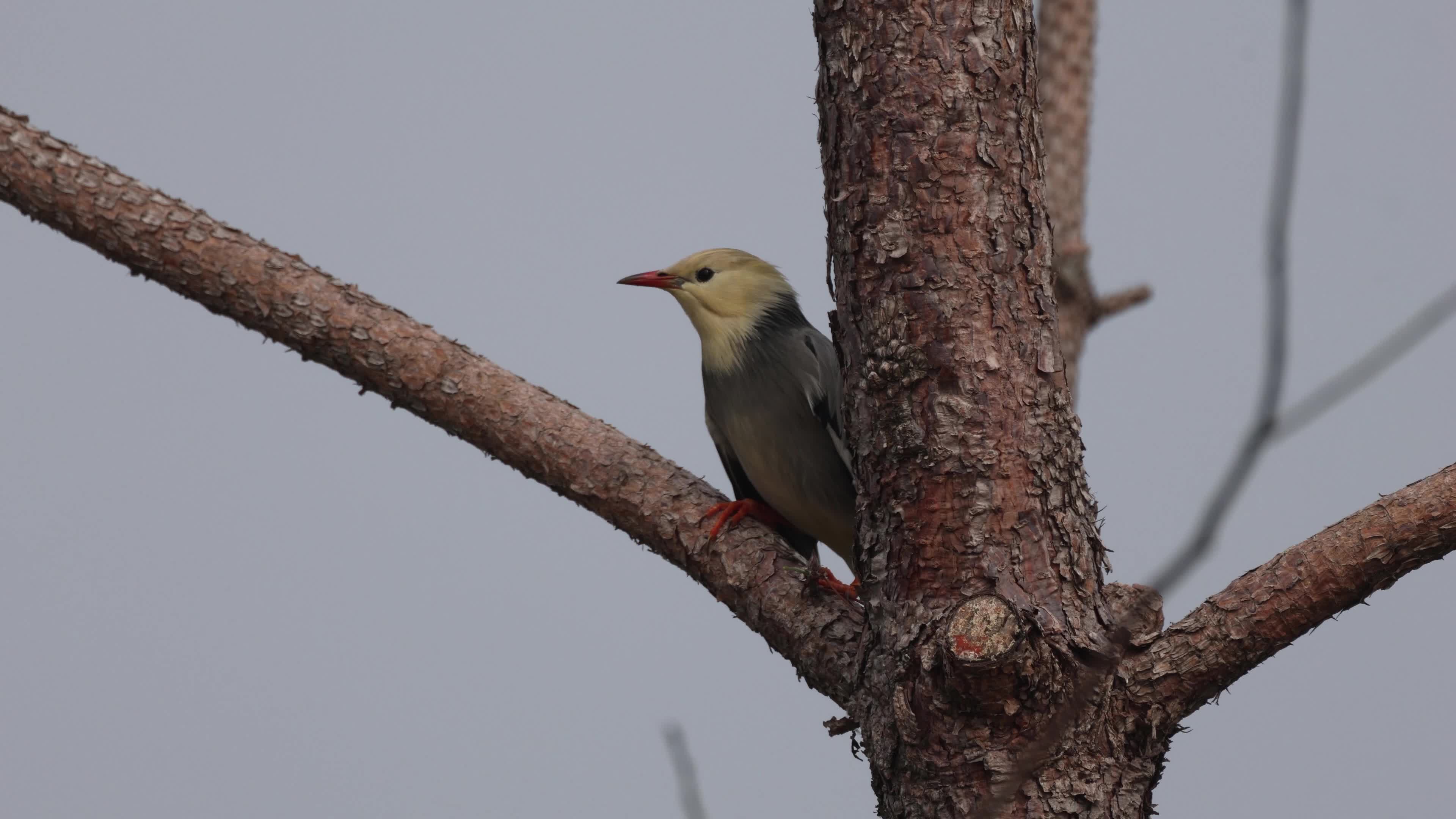 天气转凉,椋鸟:我有头套;金眶鸻:我有围脖;白颈鸦:我有围巾