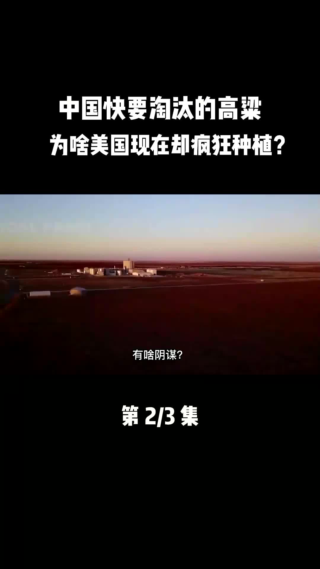 中国快要淘汰的高粱,为啥美国却疯狂种植?哔哩哔哩bilibili