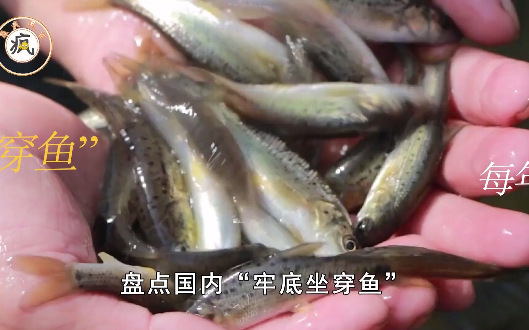 盘点国内"牢底坐穿鱼",钓到记得放生,每年都有人因误钓被抓?