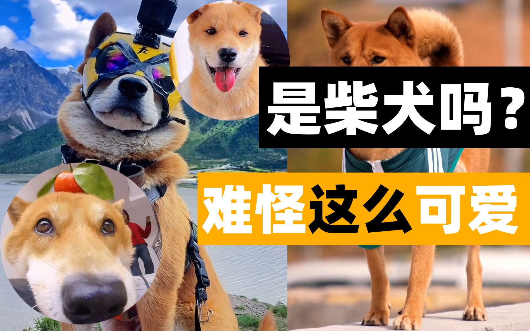 [图]正儿八经的中华田园犬！谁说土狗土的？这只狗狗太可爱了！我能吸一百个