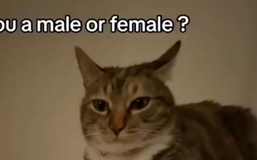 【哈基迷因】笑了你的浦西就会陷入自证的meme#10