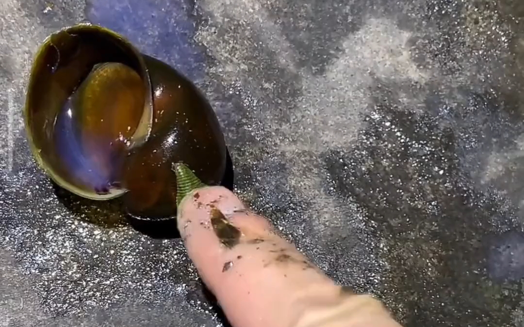 "水蛭吸食福寿螺"