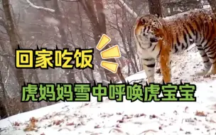 Tải video: 回家吃饭！虎妈妈雪中呼唤虎宝宝