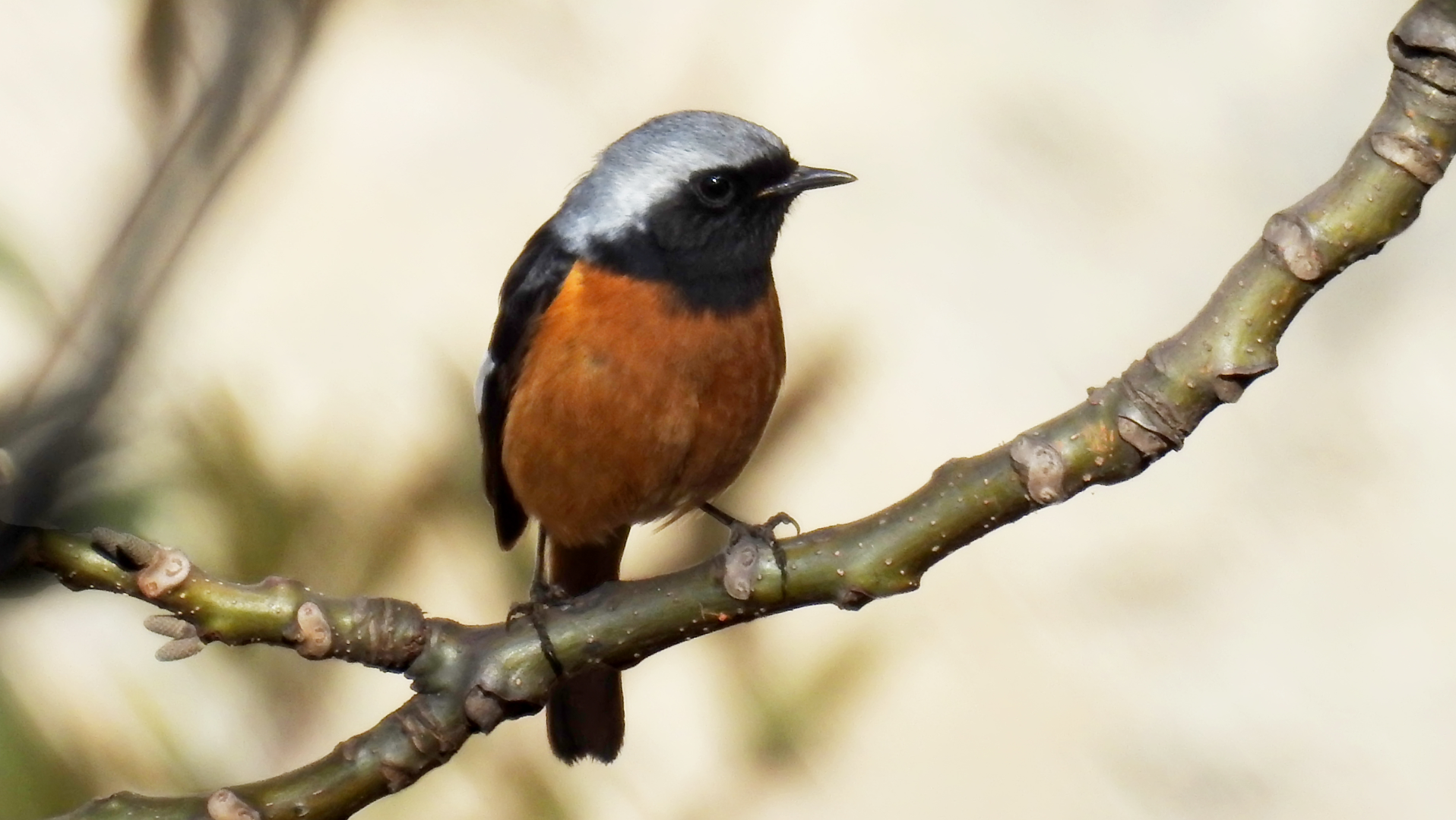 nikon p900s拍的各种鸟类