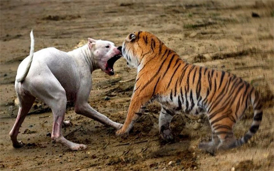 一只打败藏獒的杜高猛犬遇上老虎,居然是这种反应啊!太逗了