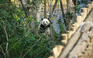 下载视频: 夹缝中看小丫头吃播 丫妈还是很可爱