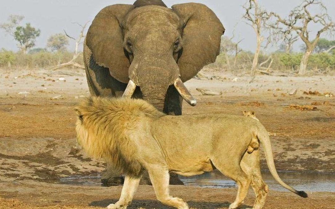 母狮向一头落单的小象发起攻击,危机时刻,象妈妈出现了