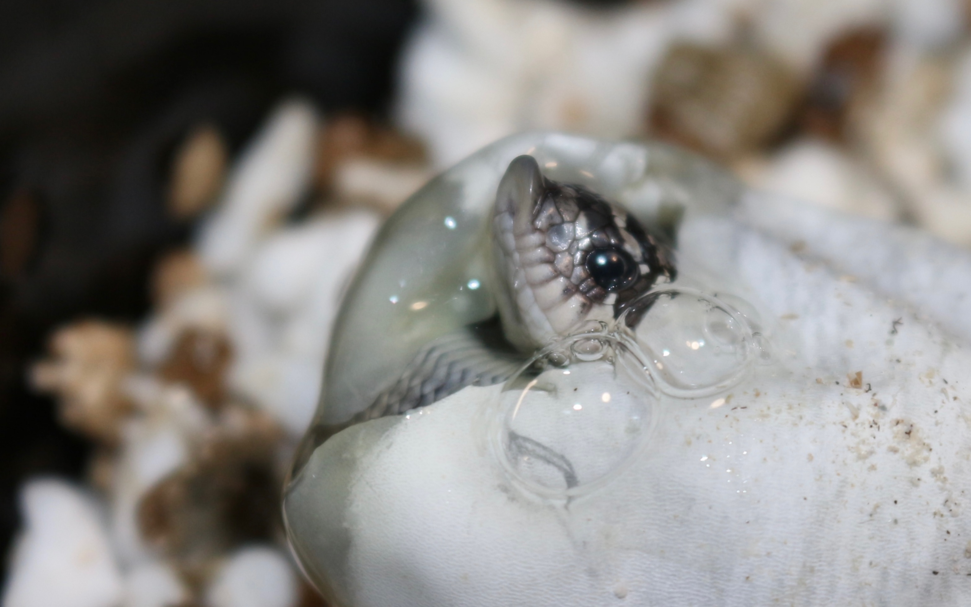 【猪鼻蛇】小猪破壳的瞬间也给你看看