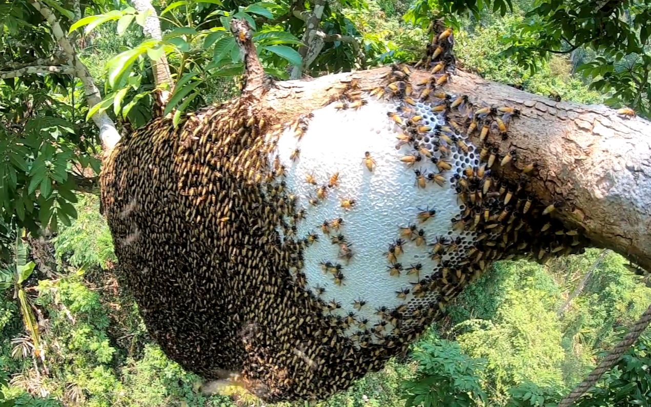 [图]暴力抢夺山林中的野蜂蜜