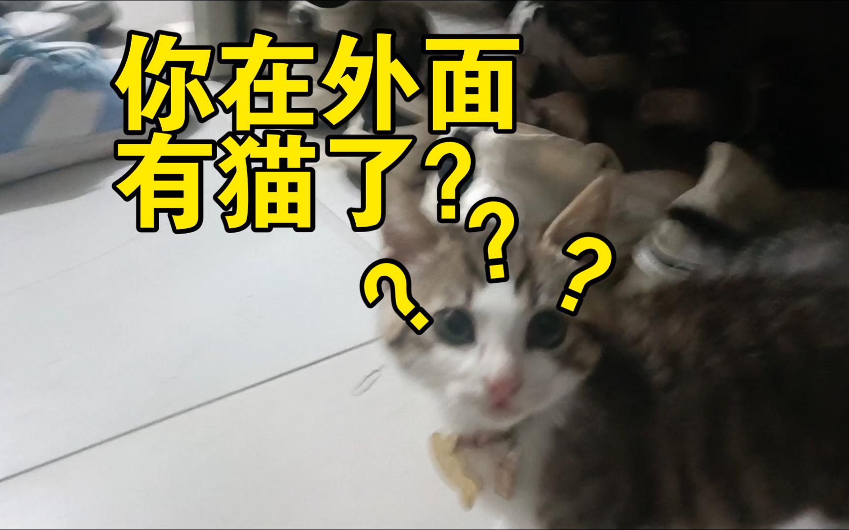 什么?你背着我在外面有猫了!哔哩哔哩bilibili