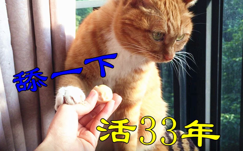 震惊!两只猫咪第一次吃鹌鹑蛋,到底会发生什么事?哔哩哔哩bilibili