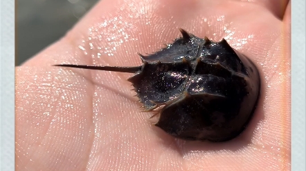 广西北海惊现鲎鲎鲎鲎鲎小鲎小小鲎