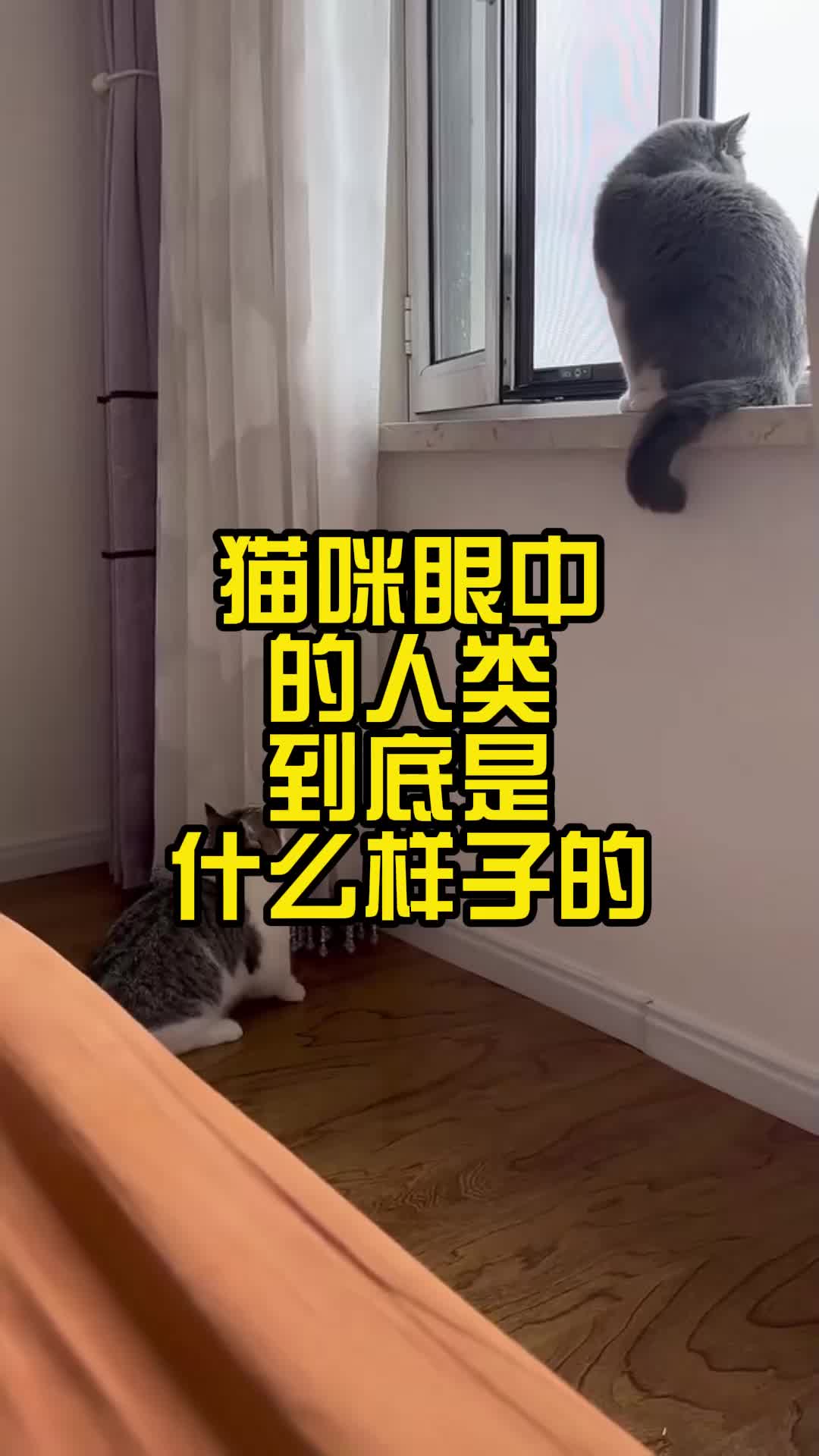 猫咪眼中的人类图片图片