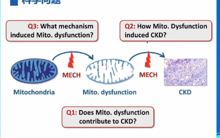 [图]江苏省儿童医学中心 线粒体靶标作为肾脏病分子机制研究