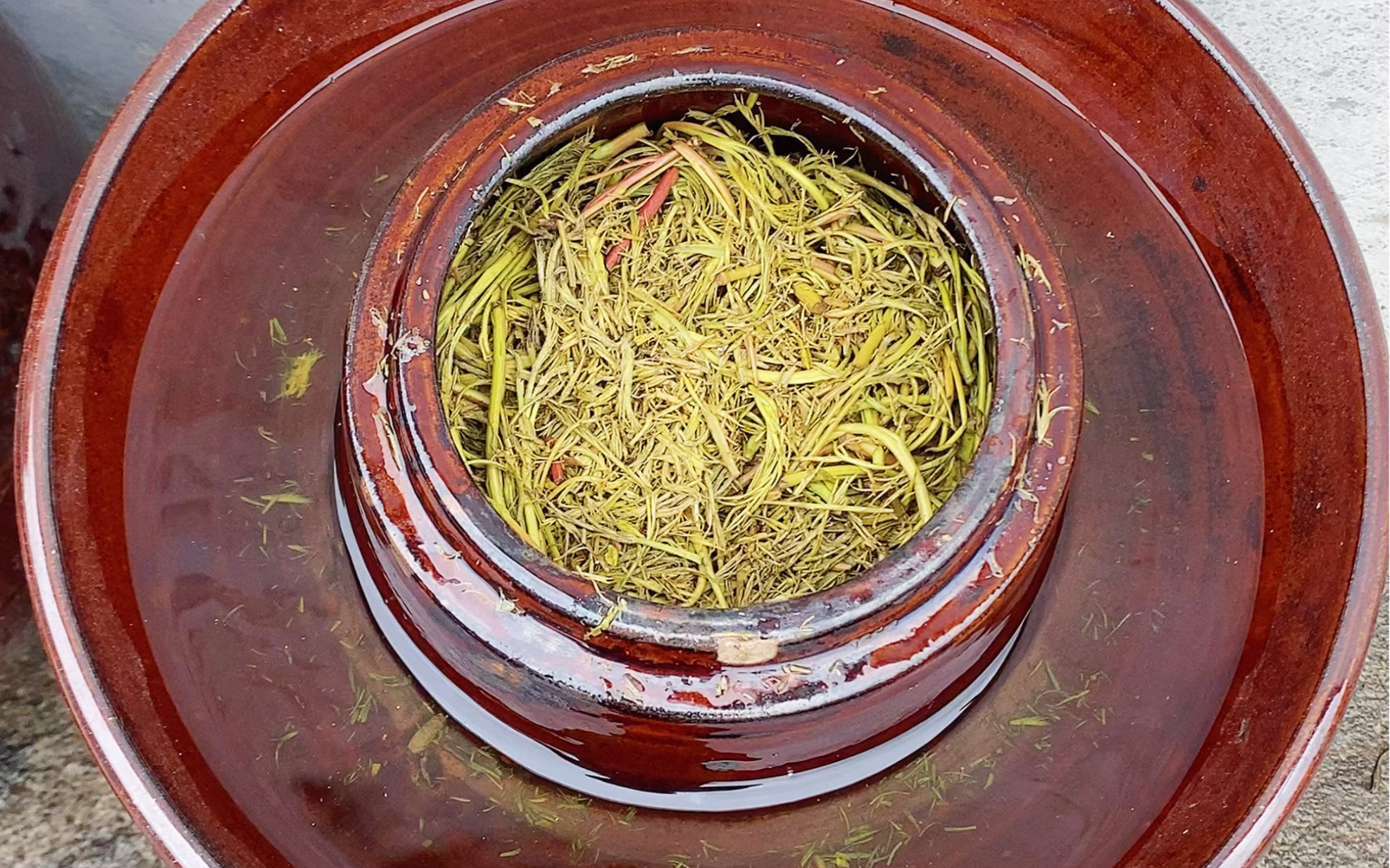 吃腌渍金花菜,品腌渍香椿头,又想起那久违的腌渍黄鹂芽