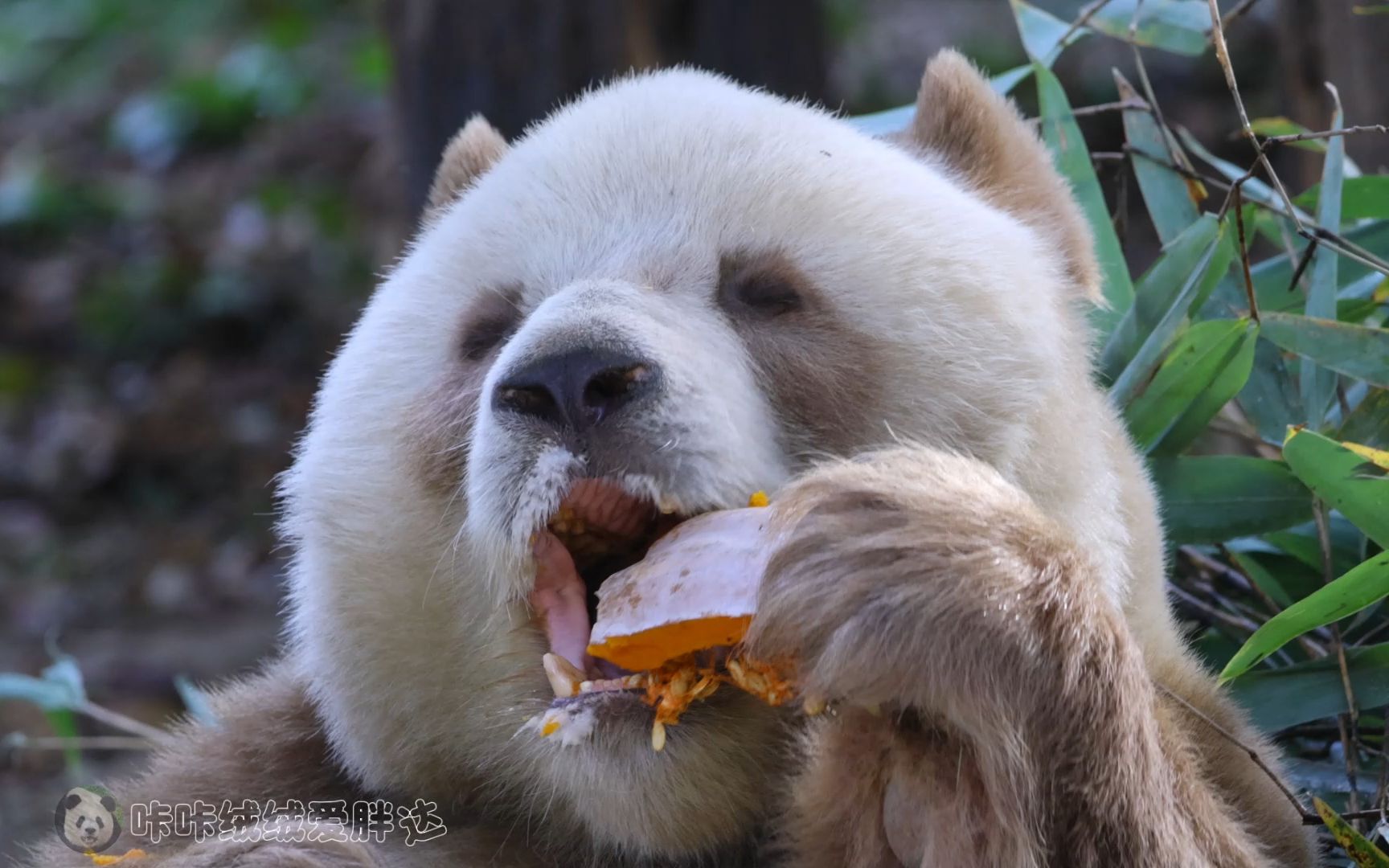 【大熊猫七仔】冬日的午后,七仔仔坐在院子里,惬意的享受着南瓜美食
