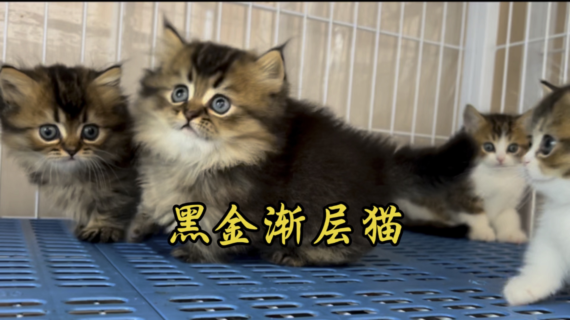 黑金渐层猫!哔哩哔哩bilibili