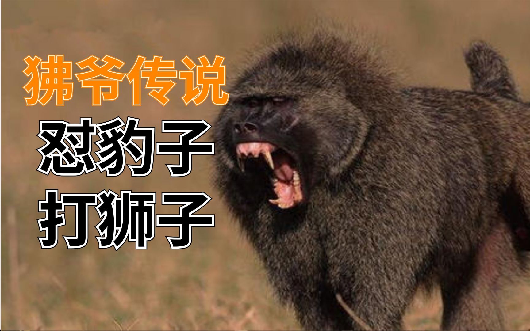 狒狒敢与狮子豹子搏斗凶猛敏捷智商高