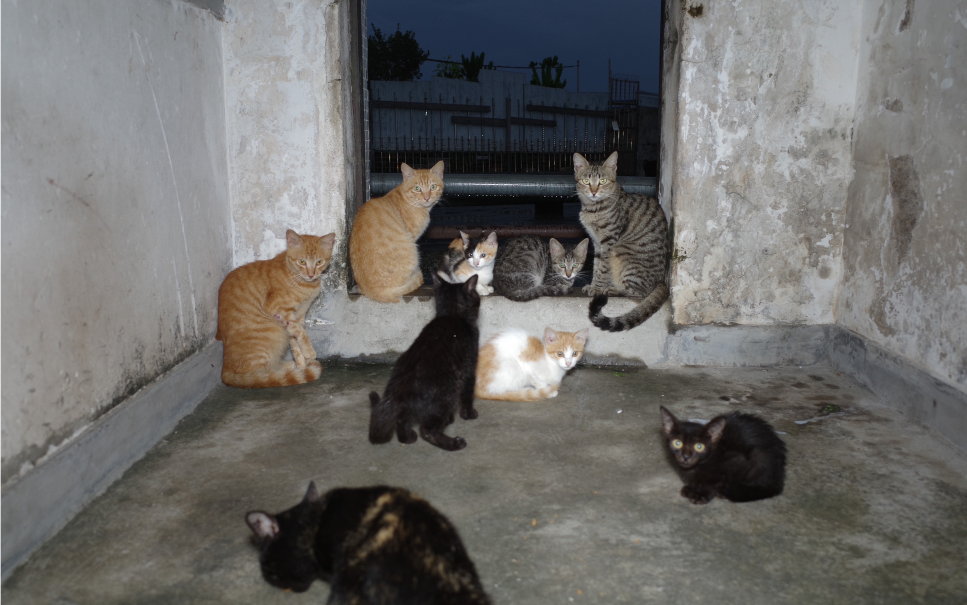 去楼顶上喂一群流浪猫