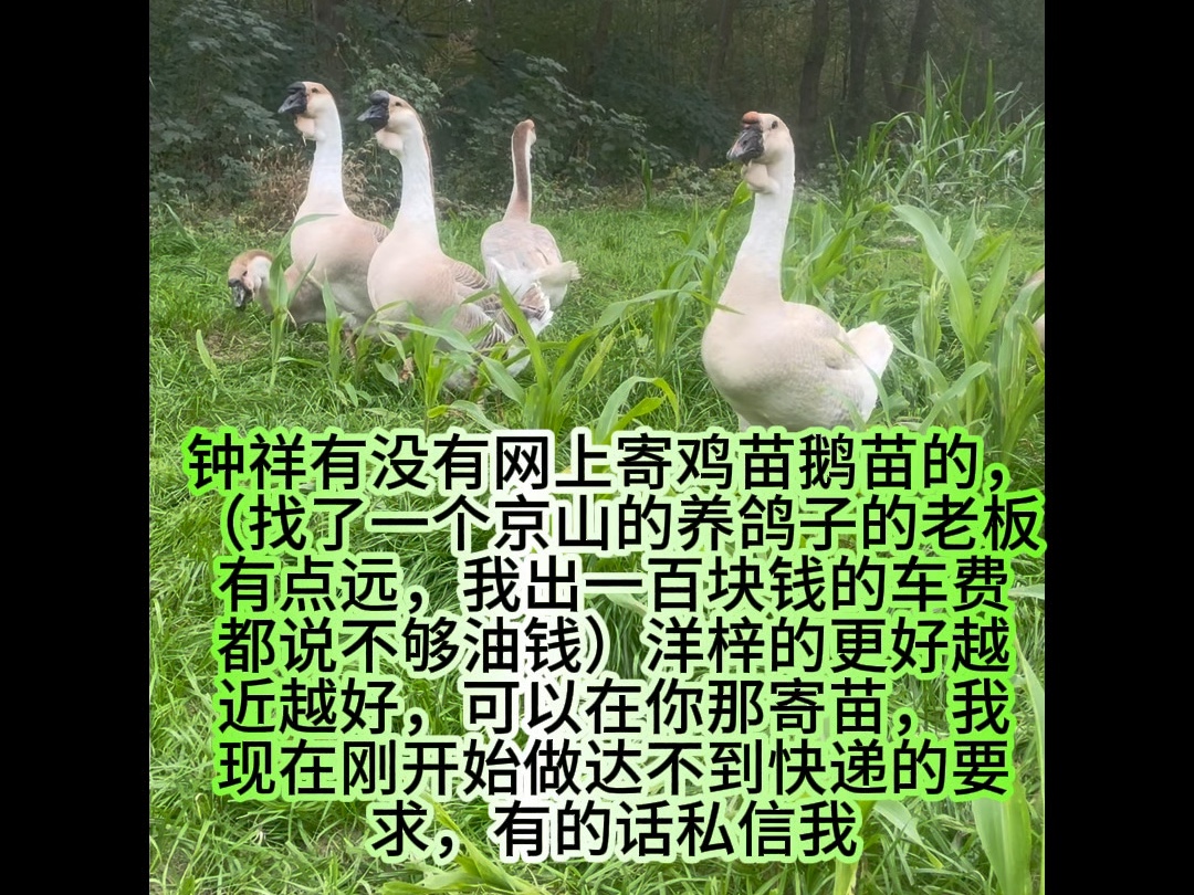 钟祥附近有没有开通快递寄小动物苗的哔哩哔哩bilibili