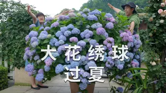 下载视频: 大花绣球过夏方法，浇水、遮荫全解答