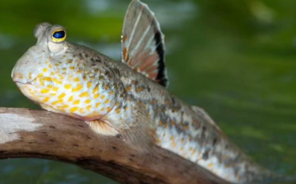 这个可不是蝌蚪哦