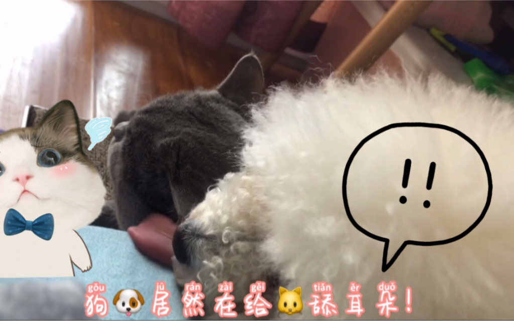 [图]狗狗居然喜欢舔猫耳朵，猫猫居然一脸享受！这是什么癖好？